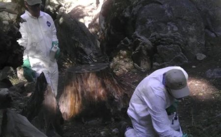 ১৮ বছর পর অ্যারিজোনায় প্লেগে একজনের মৃত্যু