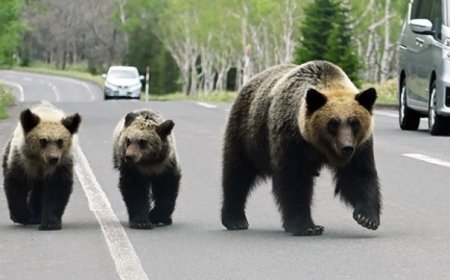 জাপানে ভালুক আতঙ্ক: রেকর্ড মৃত্যু, দমনে শিকারি নিয়োগ