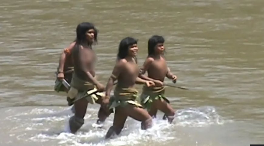 বিলুপ্তির মুখে অ্যামাজনের মাসকো পিরোর ‘ভাইয়েরা’