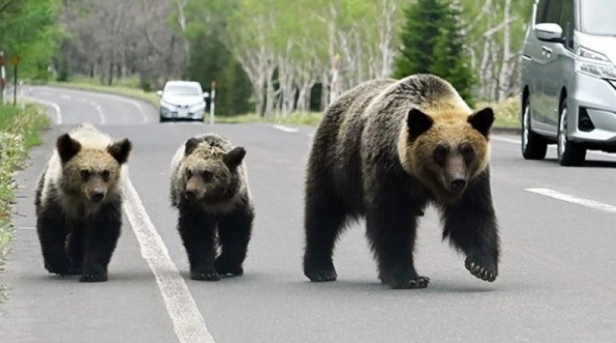 জাপানে ভালুক আতঙ্ক: রেকর্ড মৃত্যু, দমনে শিকারি নিয়োগ