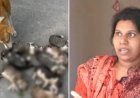 পানিতে ডুবিয়ে আট কুকুরছানা হত্যায় সরকারি কর্মকর্তার স্ত্রী গ্রেপ্তার