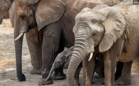 ৫০ ডলারে মিলবে ডালাস চিড়িয়াখানার বার্ষিক সদস্যপদ