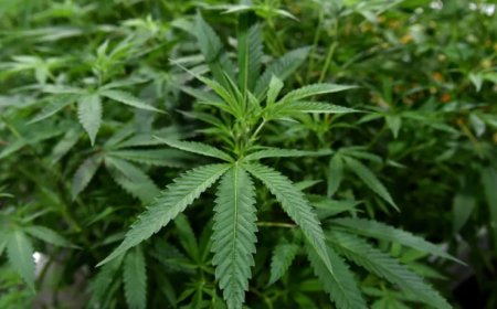 গাঁজা নিয়ে ট্রাম্পের নির্বাহী আদেশ: টেক্সাসে বাস্তবতা কী