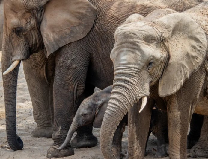 ৫০ ডলারে মিলবে ডালাস চিড়িয়াখানার বার্ষিক সদস্যপদ