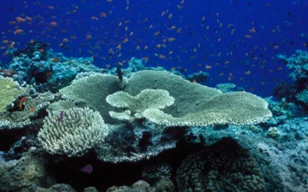 কার্যকর হলো হাই সিজ ট্রিটি, আন্তর্জাতিক জলসীমায় সামুদ্রিক প্রাণ রক্ষায় নতুন যুগ