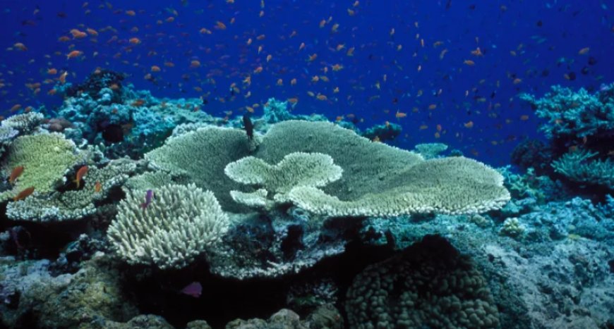 কার্যকর হলো হাই সিজ ট্রিটি, আন্তর্জাতিক জলসীমায় সামুদ্রিক প্রাণ রক্ষায় নতুন যুগ