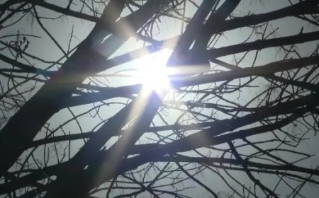 মার্চেই তাপপ্রবাহের আভাস, রেকর্ড ছোঁয়ার পথে নর্থ টেক্সাসের তাপমাত্রা