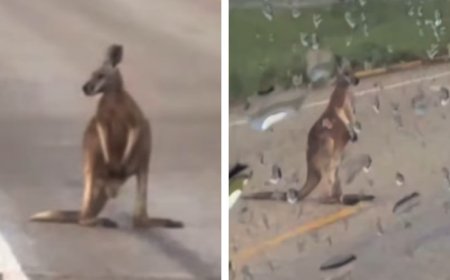 উত্তর টেক্সাসের মহাসড়কে বিপদে পড়া এক গাড়ি চালকের সঙ্গী ক্যাঙ্গারু