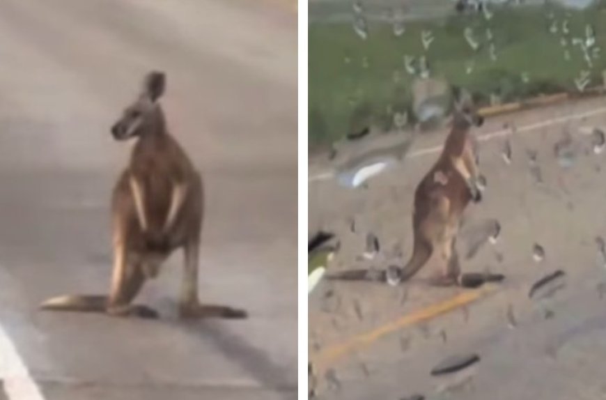 উত্তর টেক্সাসের মহাসড়কে বিপদে পড়া এক গাড়ি চালকের সঙ্গী ক্যাঙ্গারু