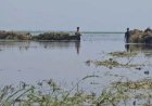 বৃষ্টি ও বাঁধভাঙনে ডুবছে ধান, ডুবছে হাওরাঞ্চলের কৃষকের স্বপ্নও