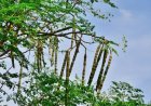 ট্যাপের পানি থেকে ৯৮% মাইক্রোপ্লাস্টিক দূর করতে পারে শজনে বীজ