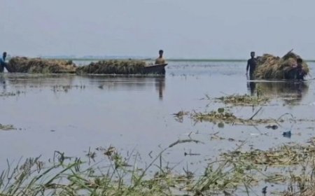 বৃষ্টি ও বাঁধভাঙনে ডুবছে ধান, ডুবছে হাওরাঞ্চলের কৃষকের স্বপ্নও