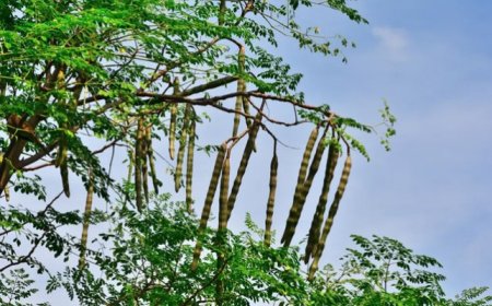 ট্যাপের পানি থেকে ৯৮% মাইক্রোপ্লাস্টিক দূর করতে পারে শজনে বীজ