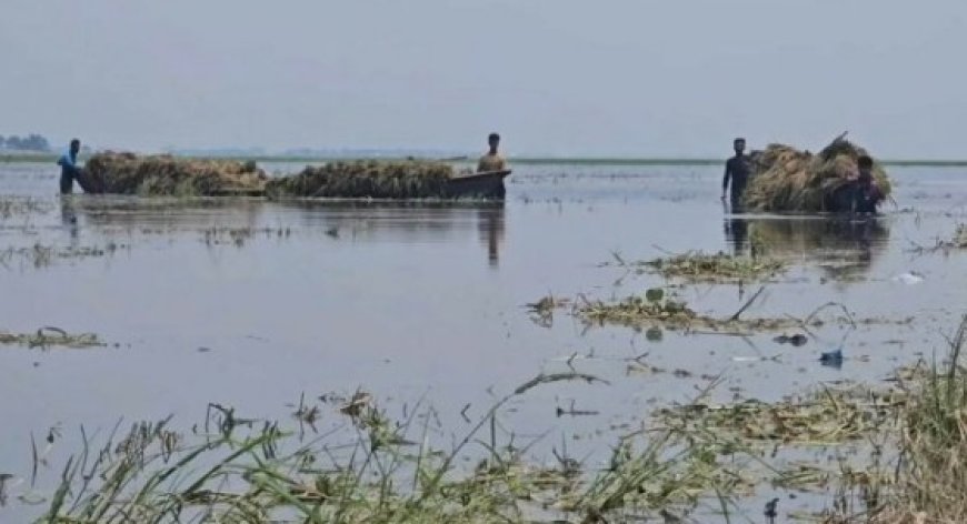 বৃষ্টি ও বাঁধভাঙনে ডুবছে ধান, ডুবছে হাওরাঞ্চলের কৃষকের স্বপ্নও