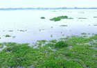 তিস্তা-দুধকুমারে বিপদসীমার ওপরে পানি, উত্তরবঙ্গে এক লাখ মানুষ পানিবন্দী