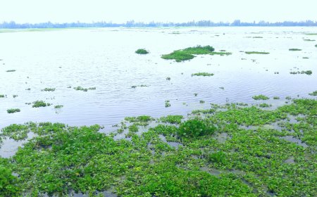 তিস্তা-দুধকুমারে বিপদসীমার ওপরে পানি, উত্তরবঙ্গে এক লাখ মানুষ পানিবন্দী