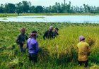 হরমুজ প্রণালির অবরোধ ও দেরিতে টেন্ডারে বোরো মৌসুমে সার সংকটের আশঙ্কা