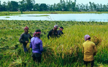 হরমুজ প্রণালির অবরোধ ও দেরিতে টেন্ডারে বোরো মৌসুমে সার সংকটের আশঙ্কা
