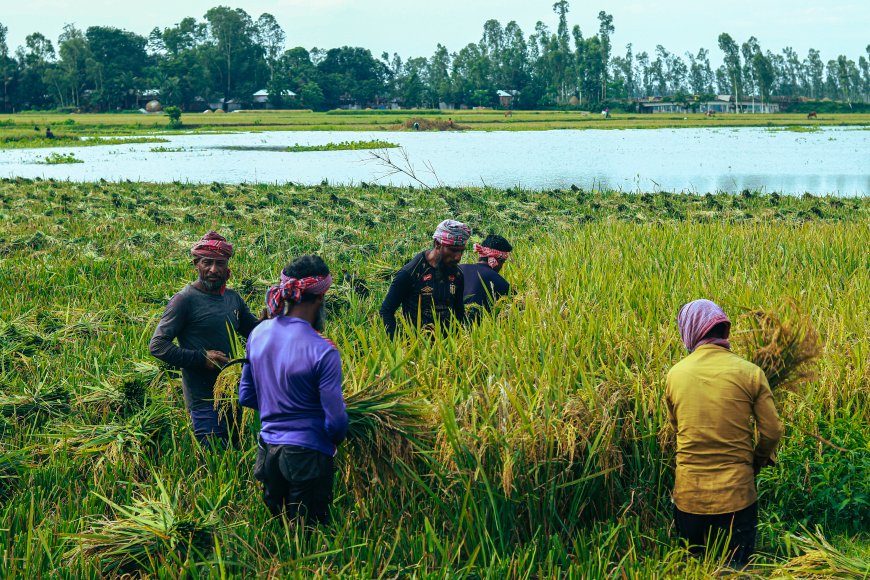 হরমুজ প্রণালির অবরোধ ও দেরিতে টেন্ডারে বোরো মৌসুমে সার সংকটের আশঙ্কা